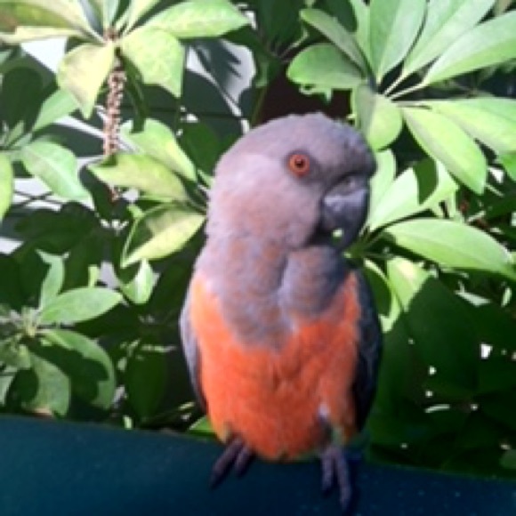 Meet your Posher, Karen - Picture 1 of 1